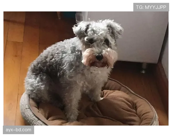 皮斯托瑞斯家的冰箱里塞满蛋白粉，连狗粮都是定制低脂的